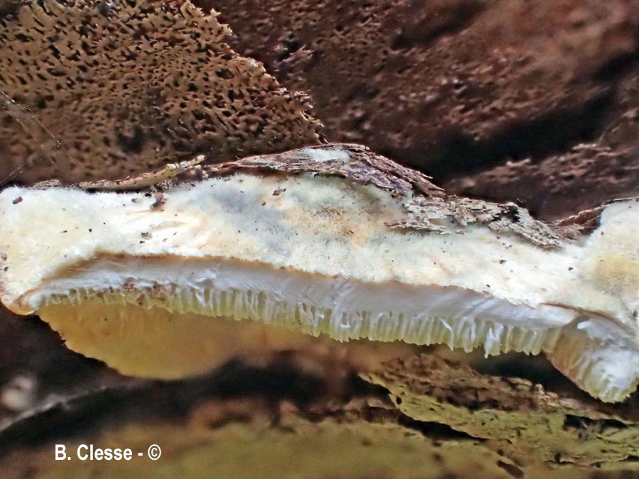 Trametes ochracea (Trametes zonata)